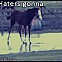 2013/03/tumblr-tumblr-mi5vafuc8j1rlvvt8o1-250